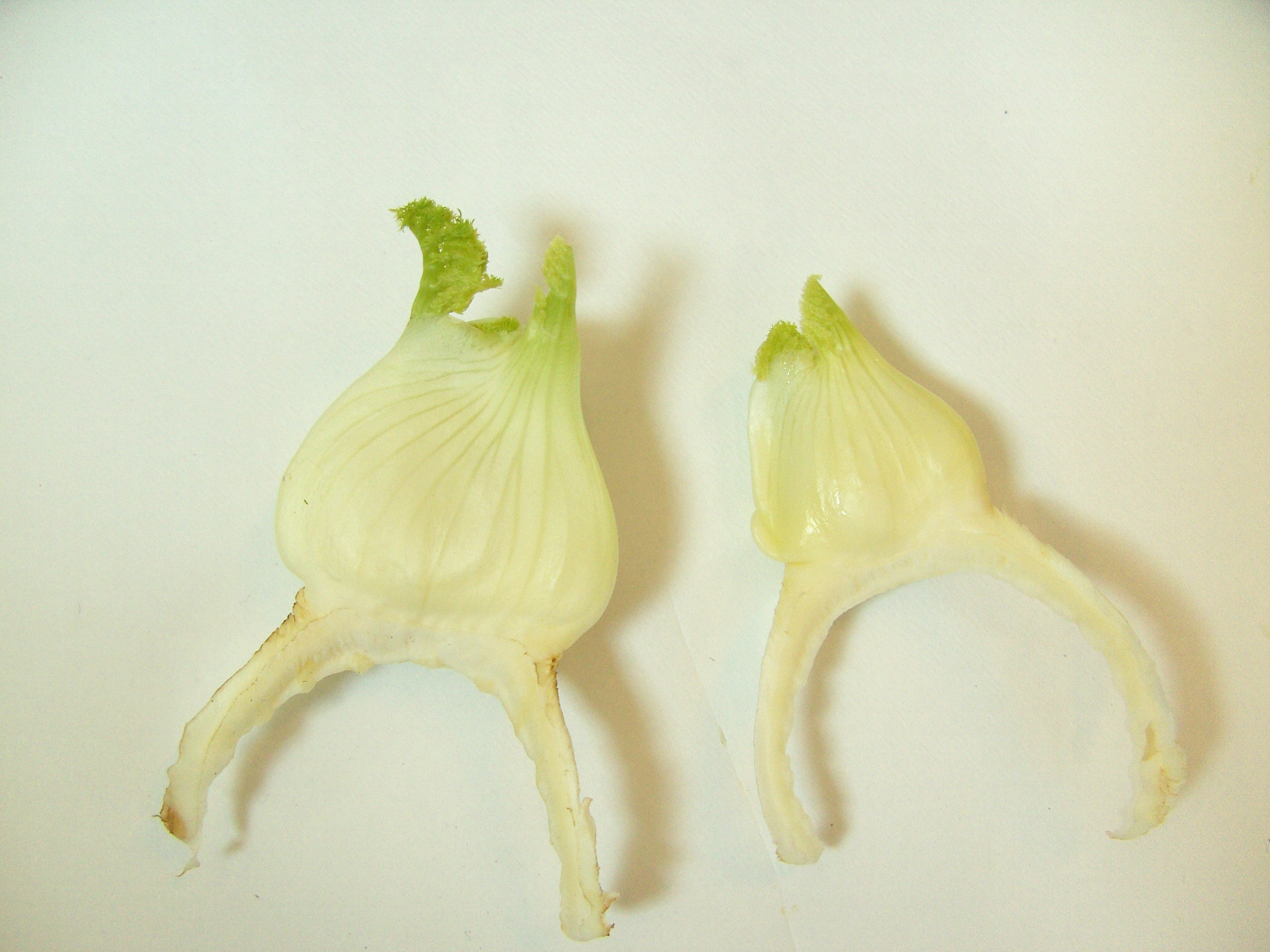 vegetable8